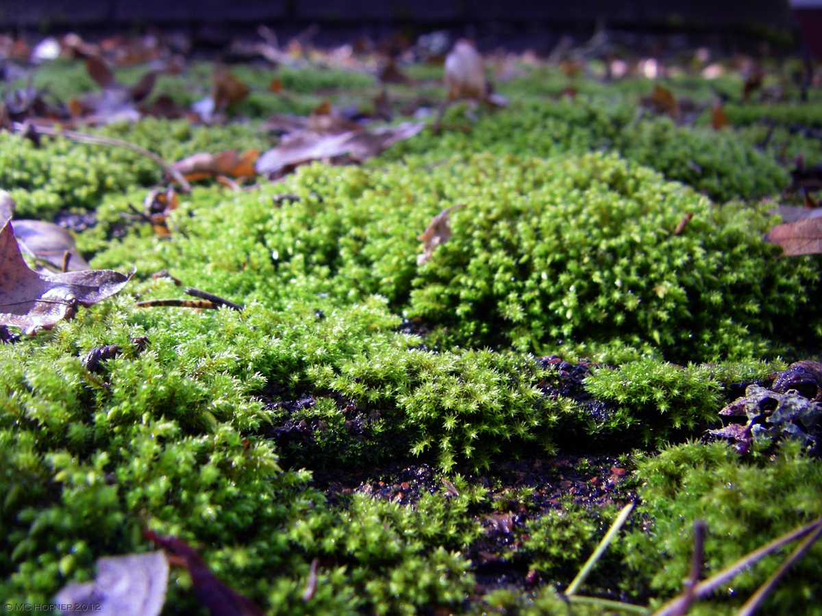 Moss on the shed.