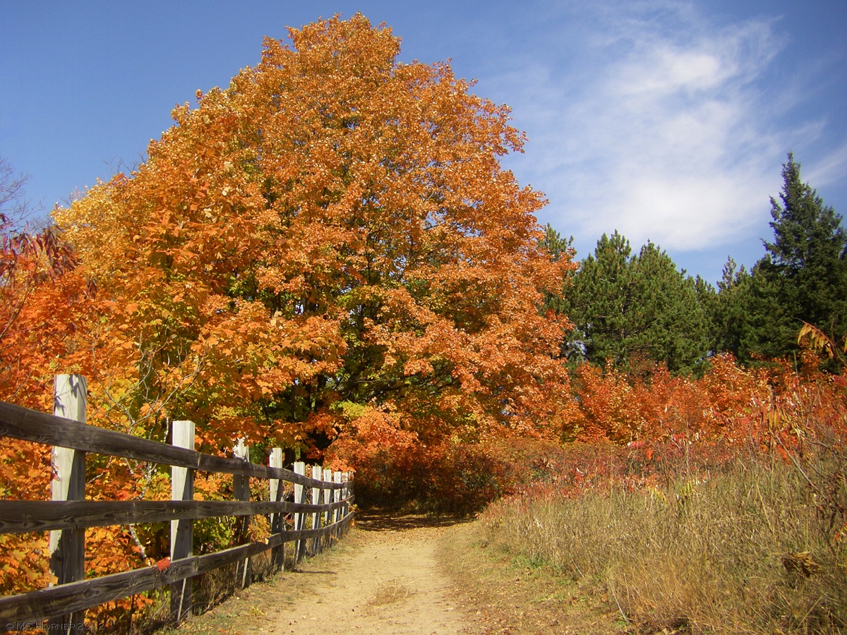 Pumpkin-spiced path.