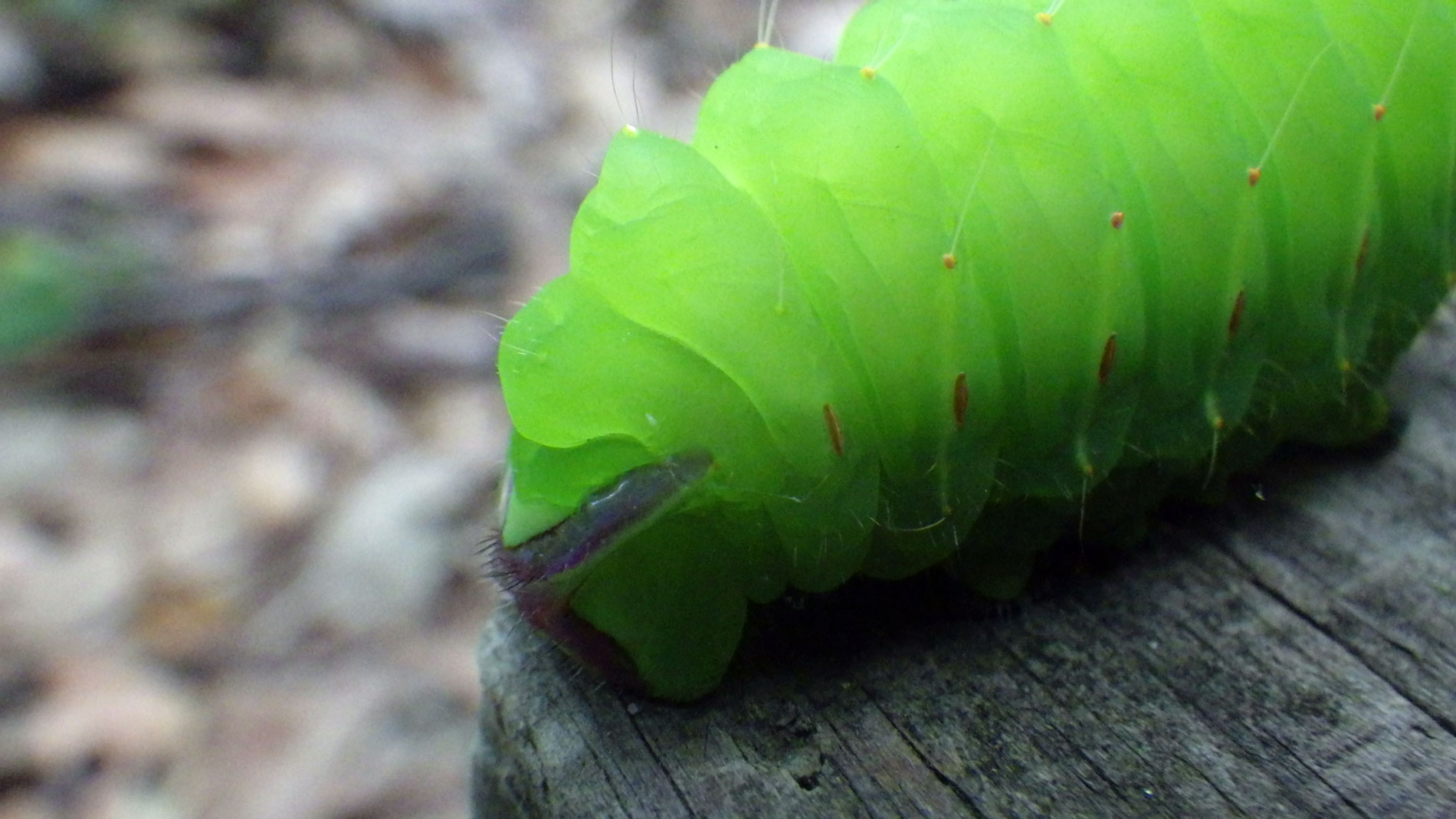 Larva.