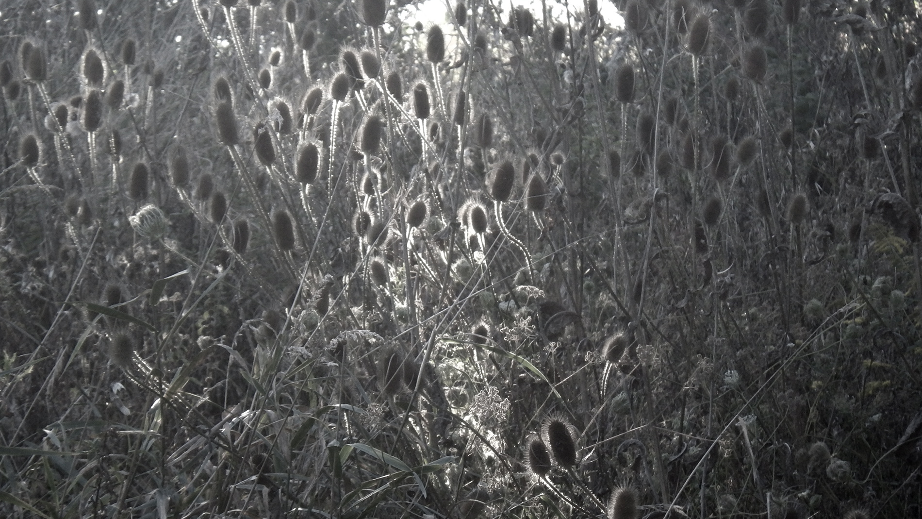 Teasel #1