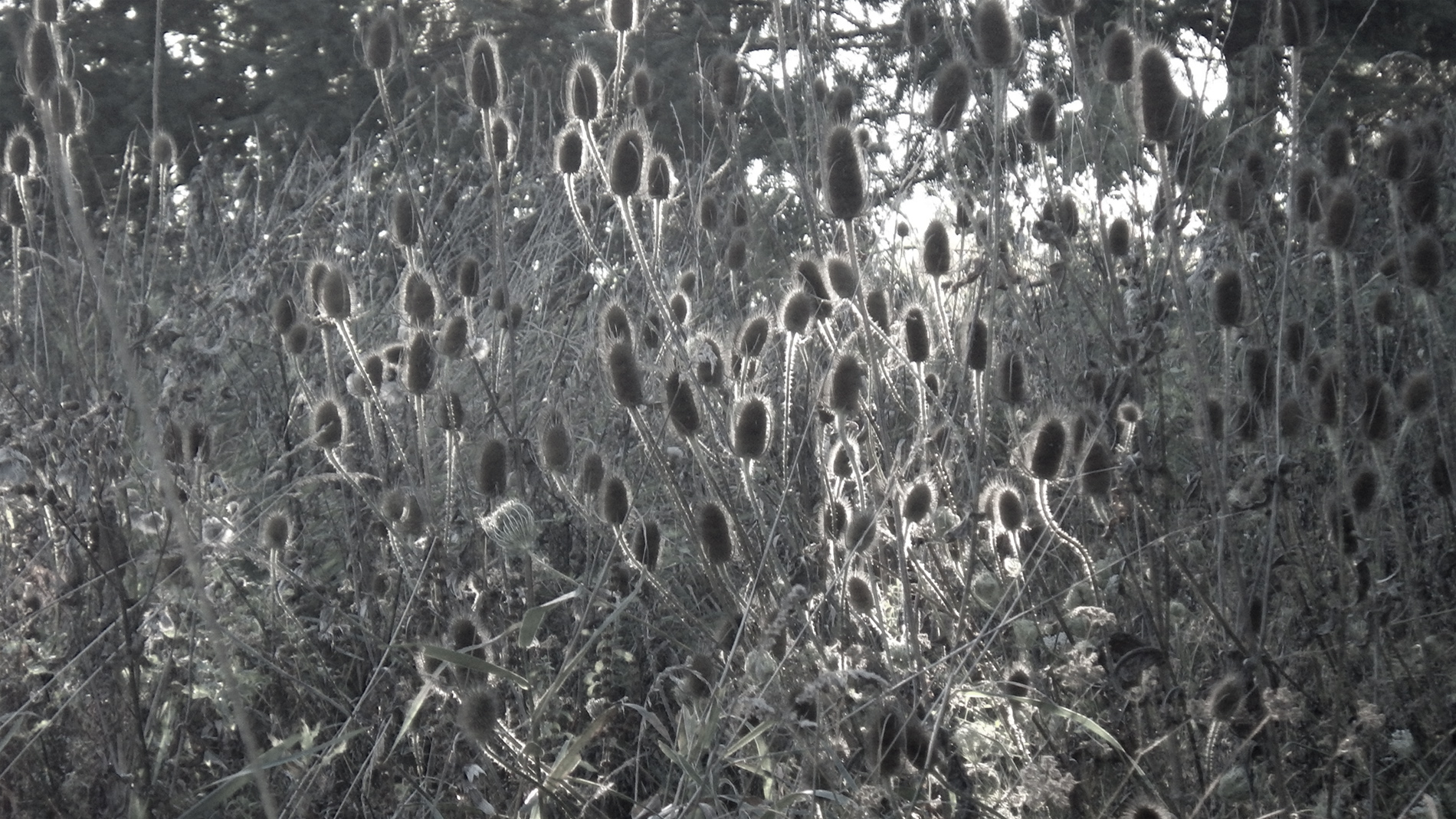 Teasel #2