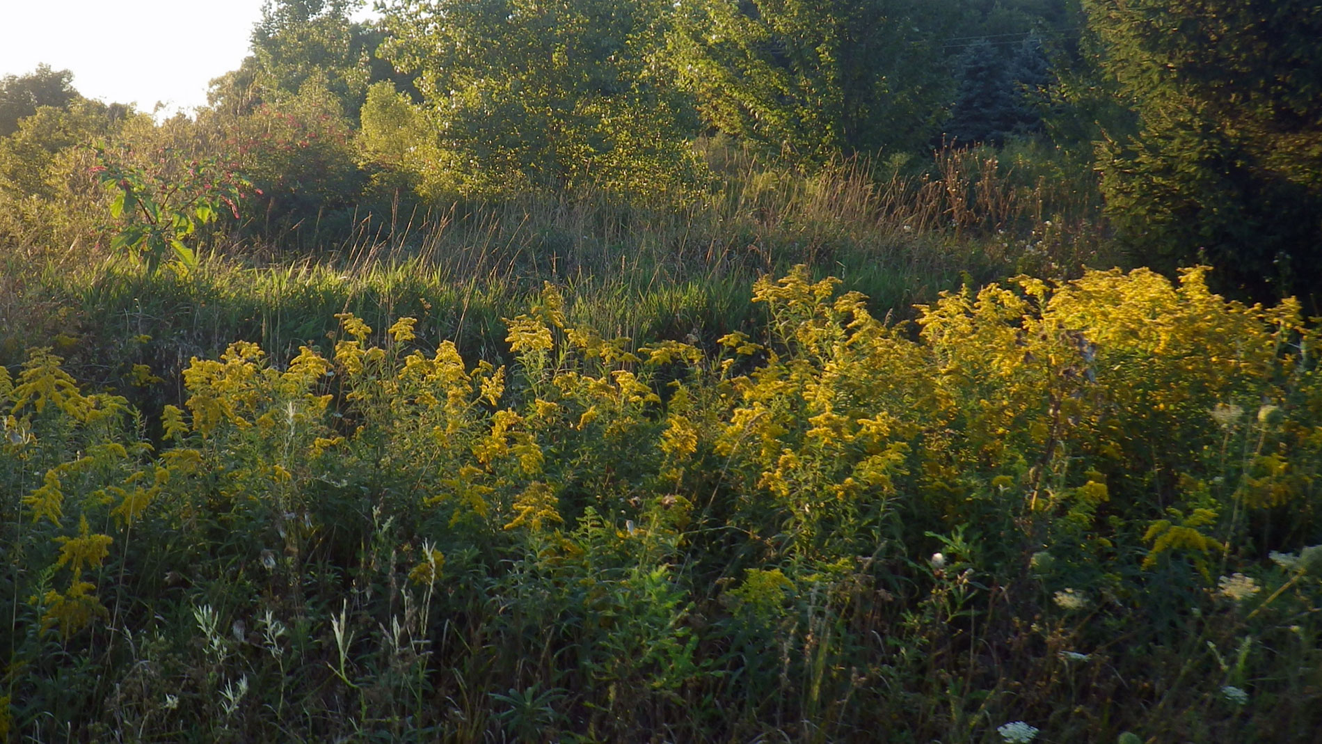 Goldenrod.