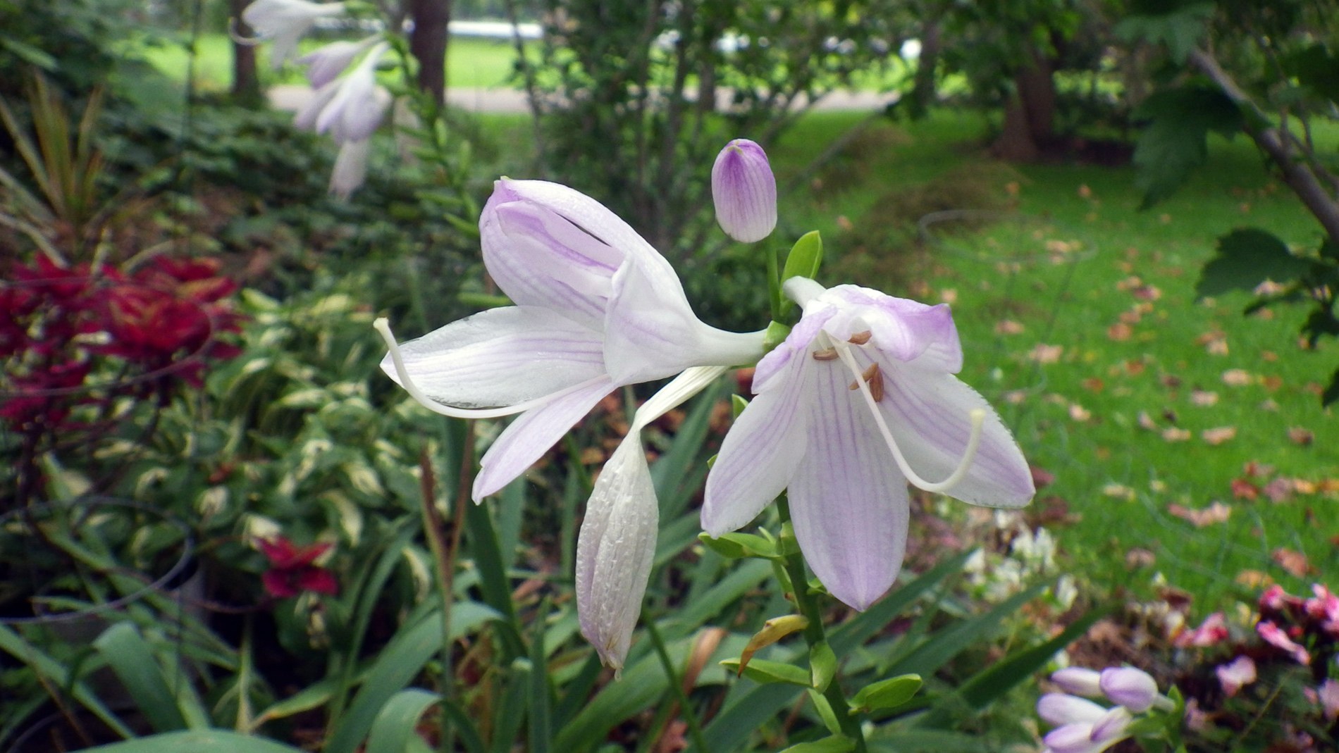 Hosta flower.