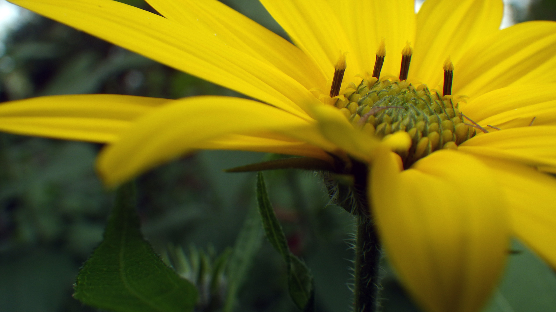 Jerusalem artichoke flower.