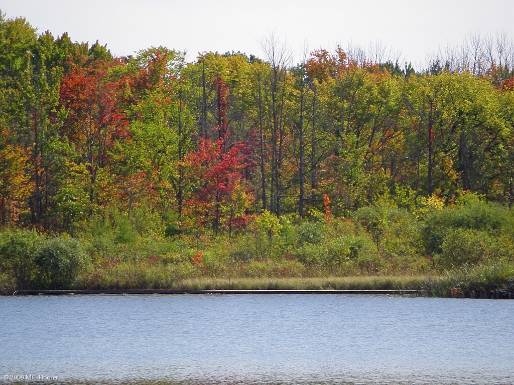 Swamp maples. Note the dead ash trees. Thank you China for the Emerald Ash Borer.