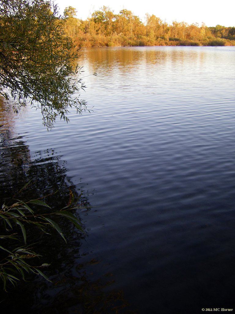 Willows and water.