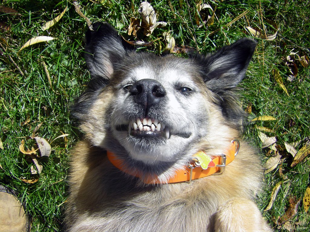 Good day to brush the dog, he agrees.