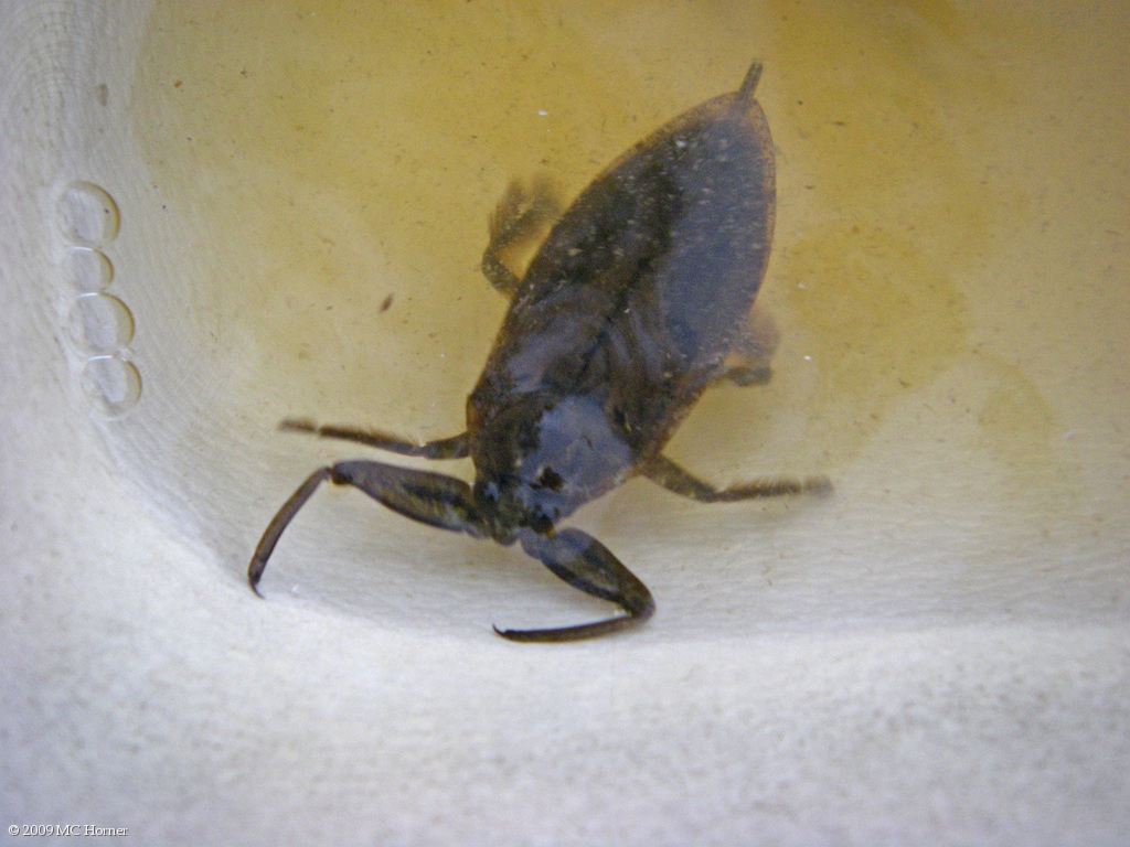 Found this guy happily paddling around in the sailboat. 