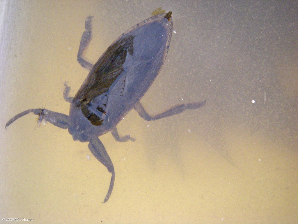 Dig the snorkel tube on the rear end.Aptly named, it's a Giant Water Bug. Also known as a Toe-Biter.