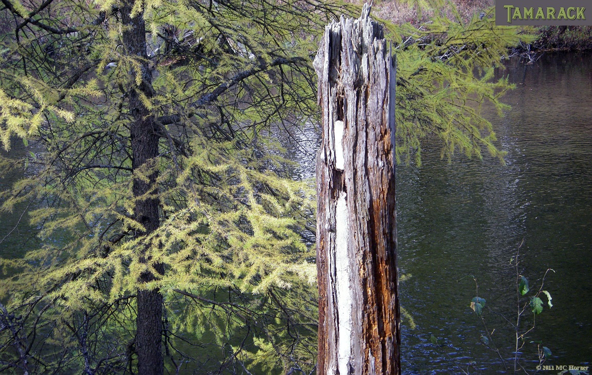 Tamarack and Red Pine stub.