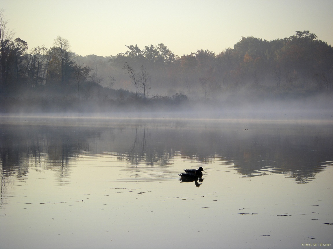 Dawn and fog and ducks.