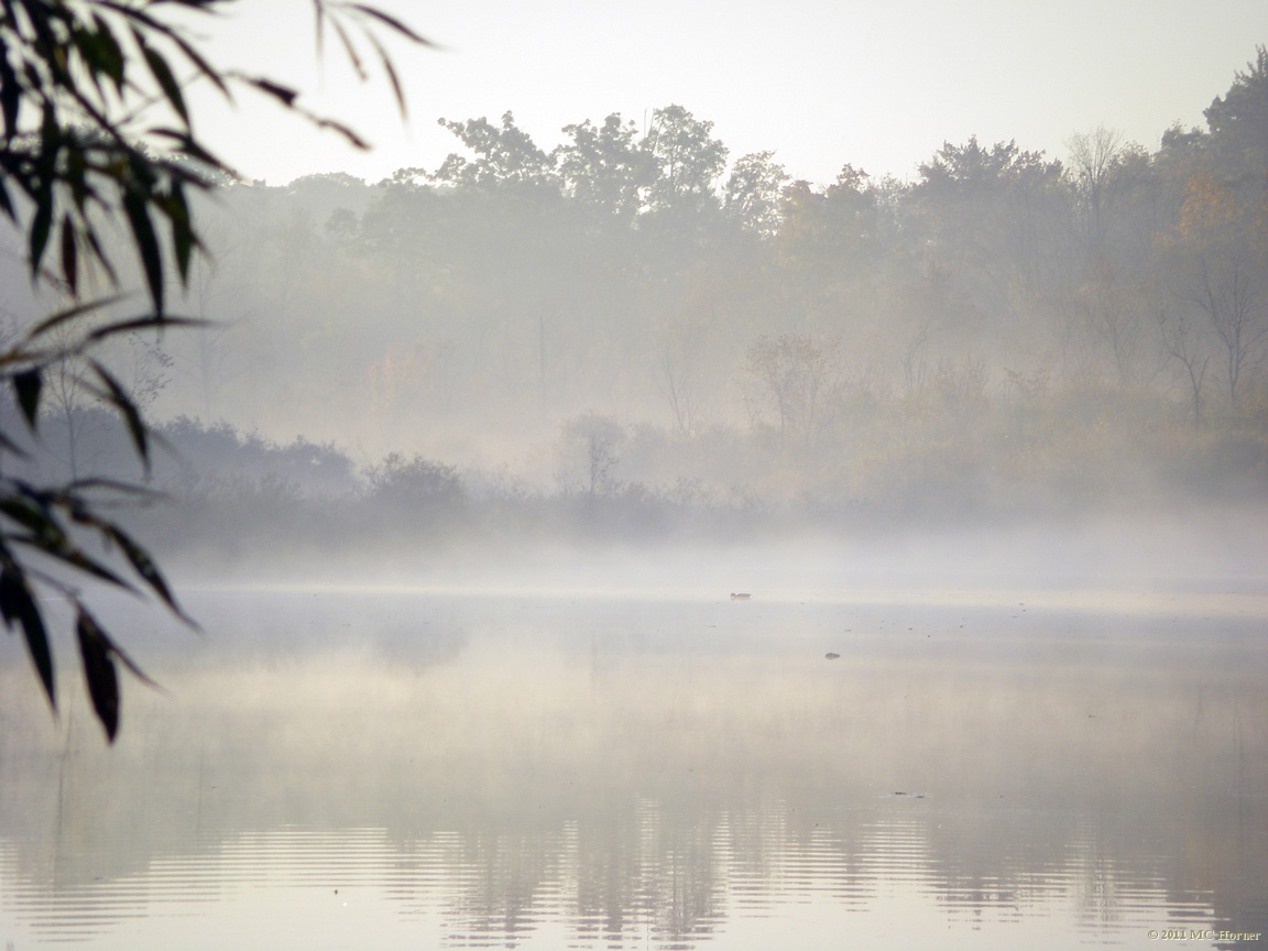 Fog framed.