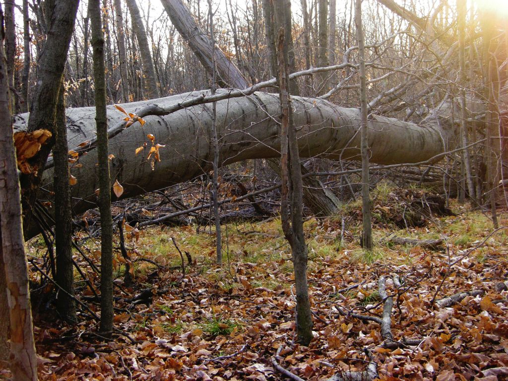 Fallen giant; victim of Sandy.