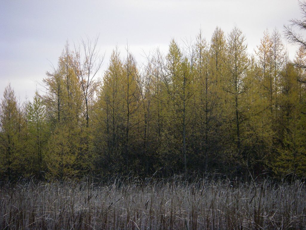 Tamarack and cattail.