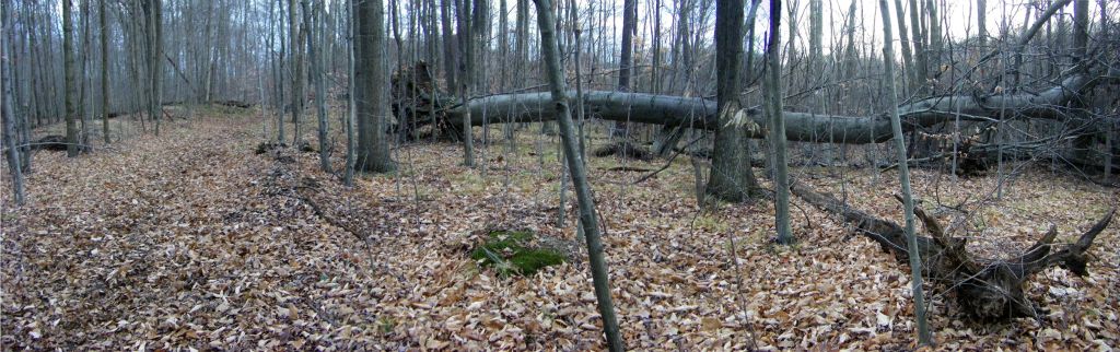 Hike back to the trailhead past the downed beech. See it huge.