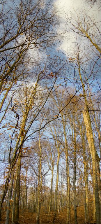 Mature Beech forest.  See it huge.