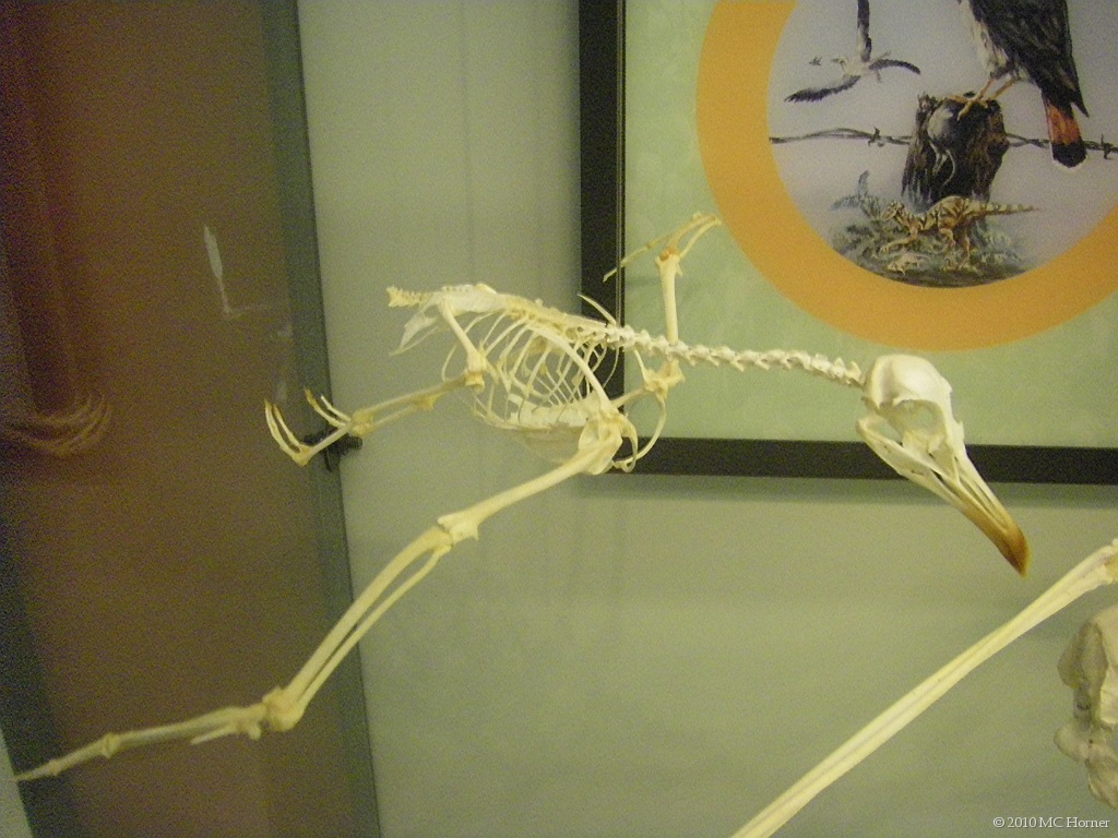 Bird bones.