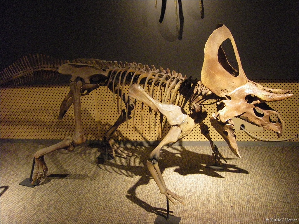 Ceratopsian.