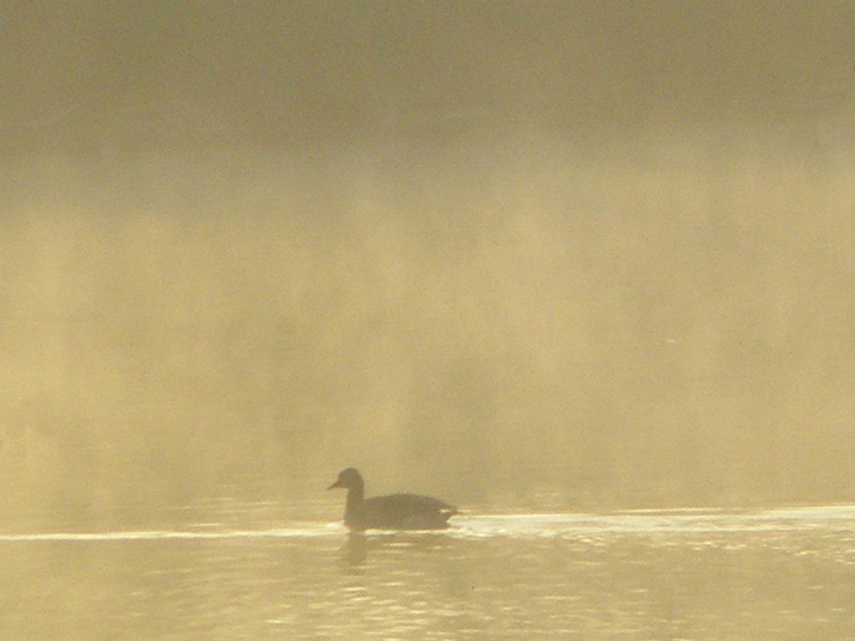 Mallard in the mist.