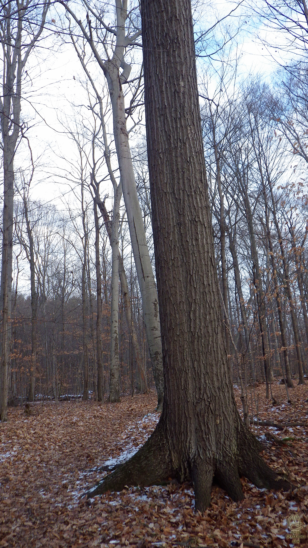 Tree Portrait. Oak with buttressed roots.