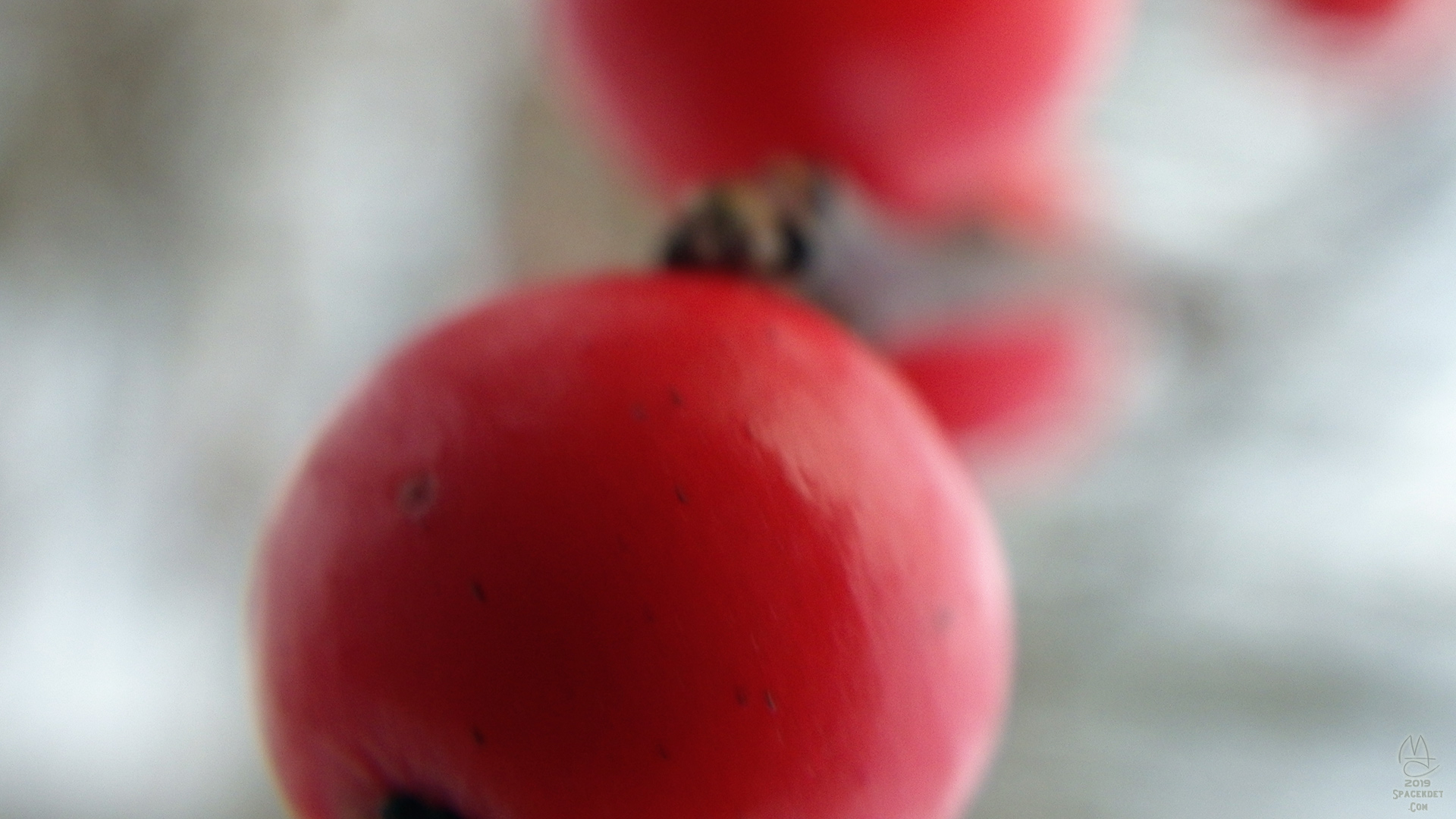 Red berries.