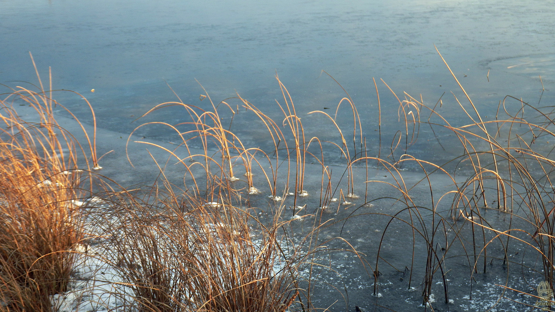 Reeds  in the ice.