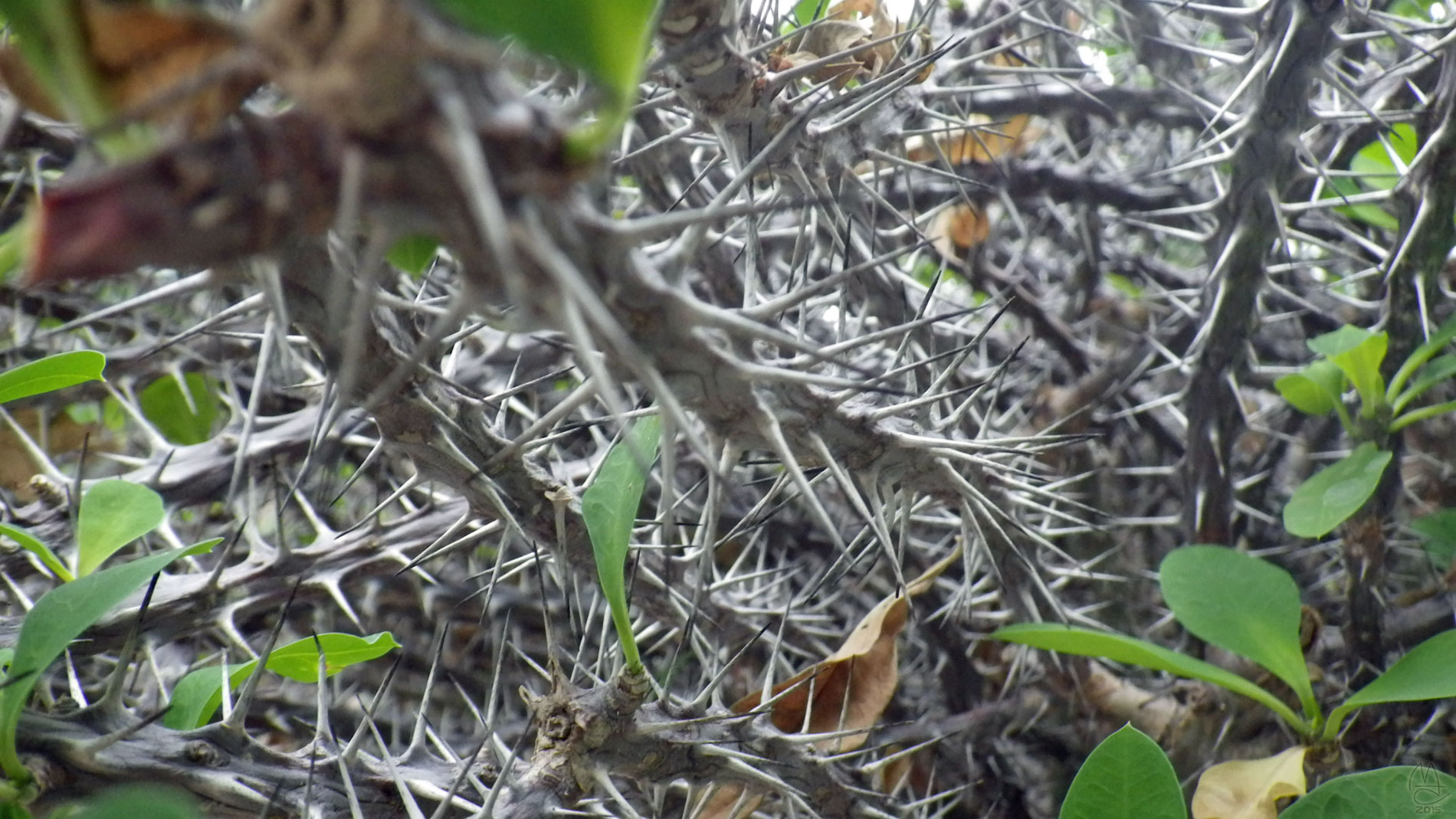 Cactus spines, Anna Scripps Whitcomb Conservatory, Belle Isle