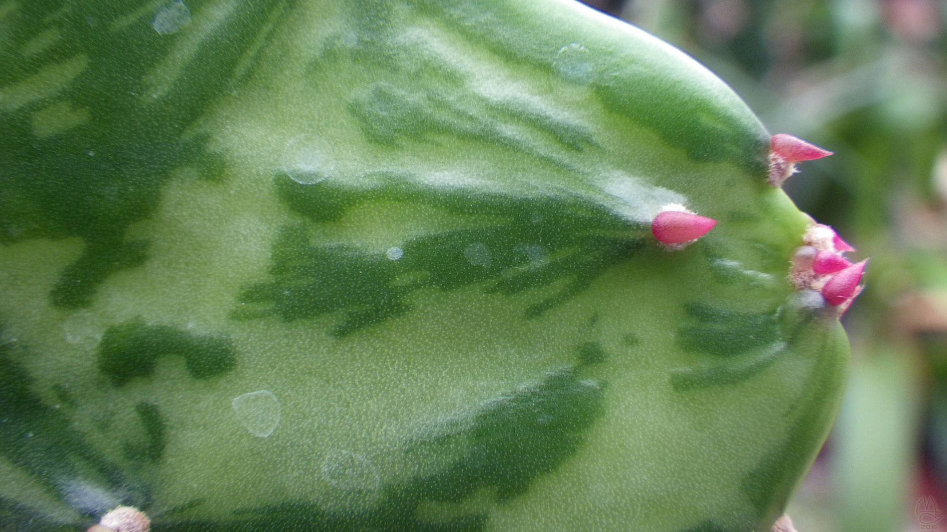 Cactus detail, Anna Scripps Whitcomb Conservatory, Belle Isle