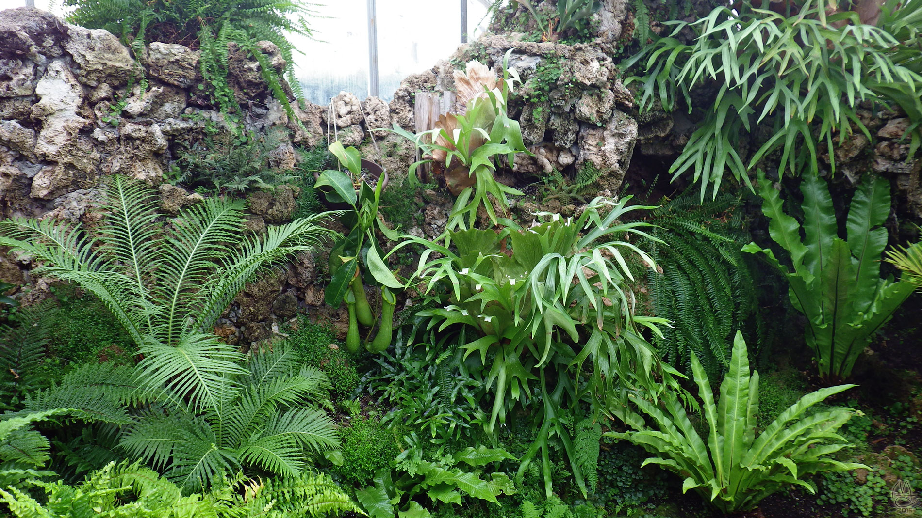 Anna Scripps Whitcomb Conservatory, Belle Isle