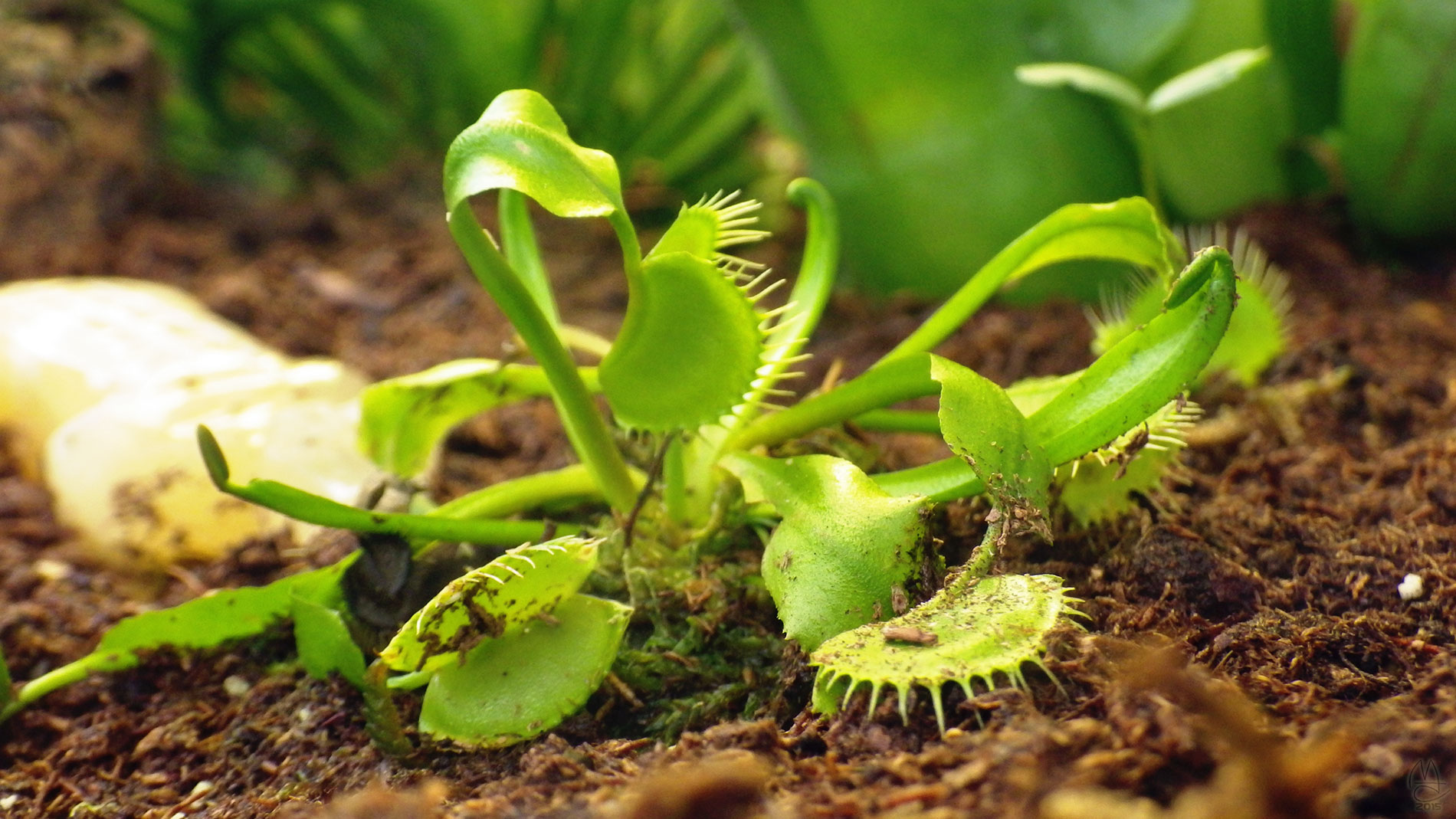 Les Nesman and more Venus Flytrap. Anna Scripps Whitcomb Conservatory, Belle Isle