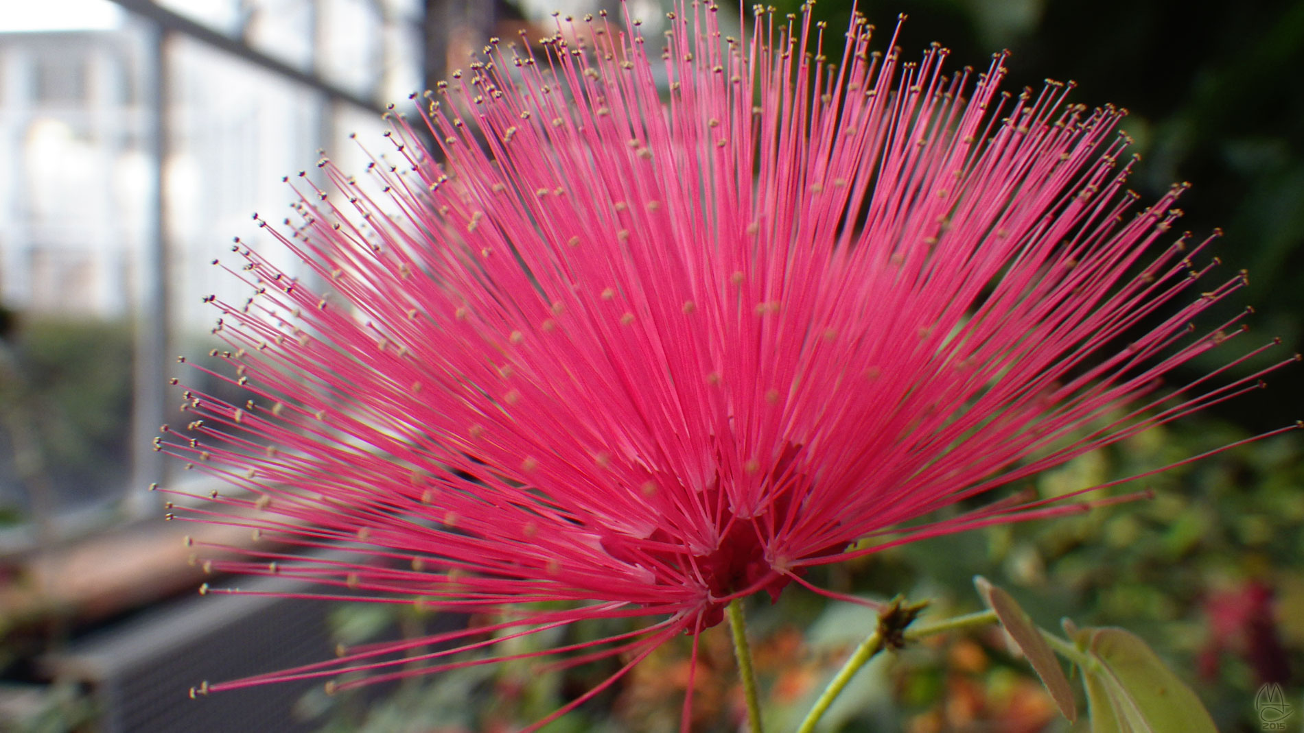 Hothouse Flower, Anna Scripps Whitcomb Conservatory, Belle Isle