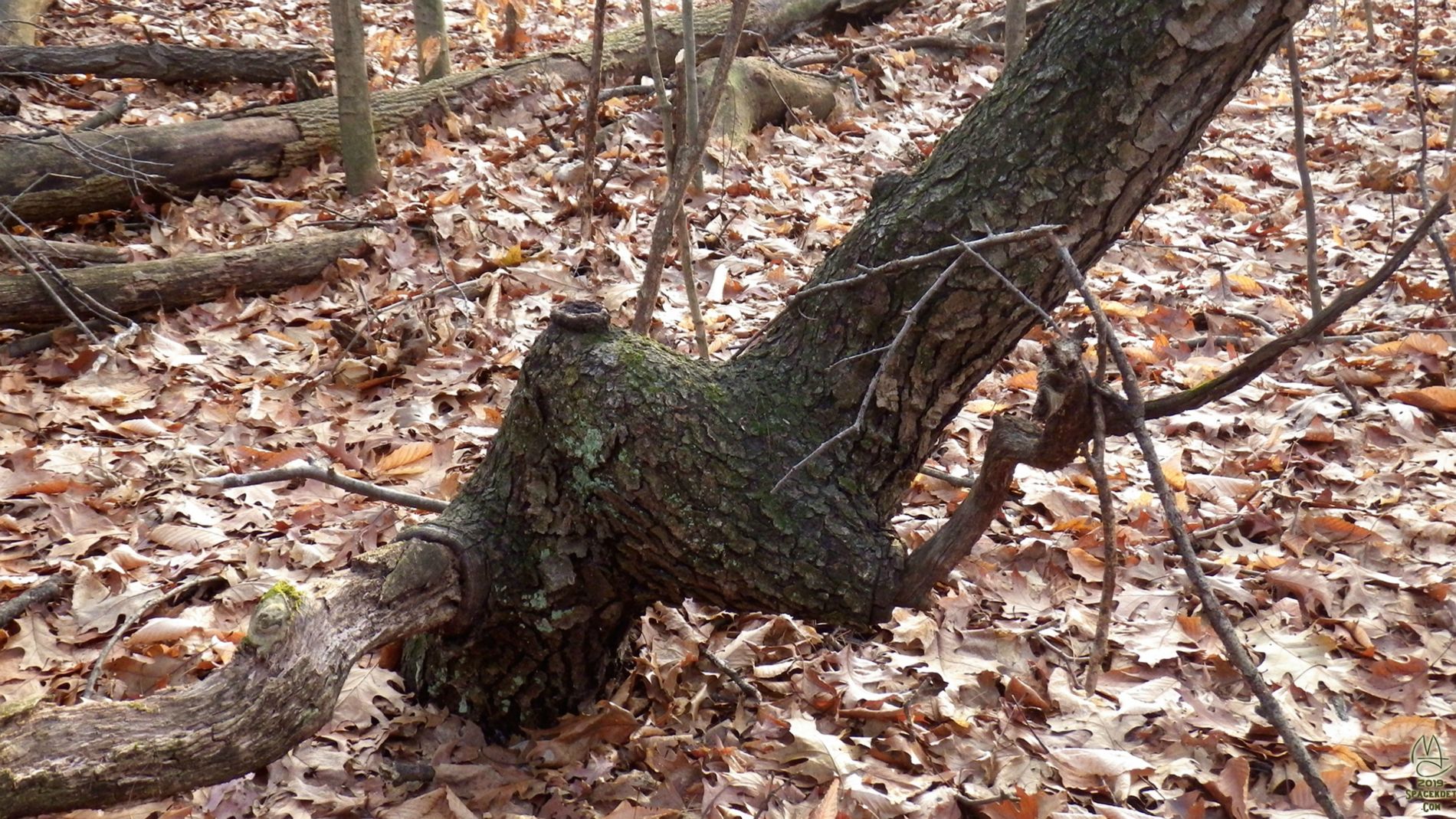 Forest Fireplug.