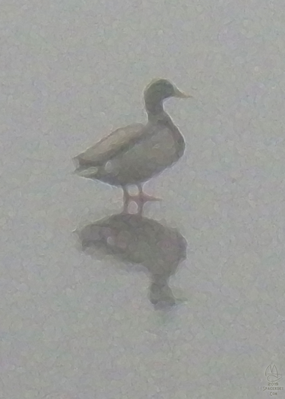 Drake in the fog on the ice after the rain.