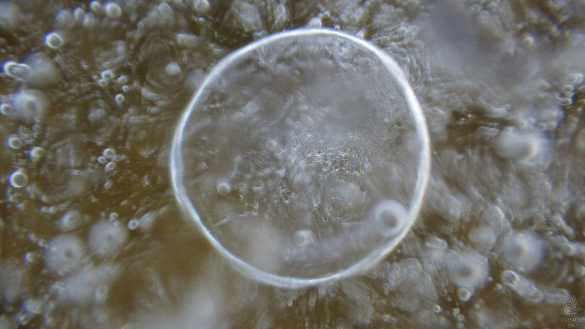 Macro. Bubbles trapped in ice.