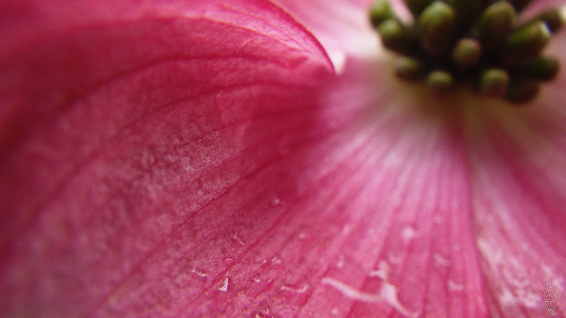 Dogwood blossom in the rain