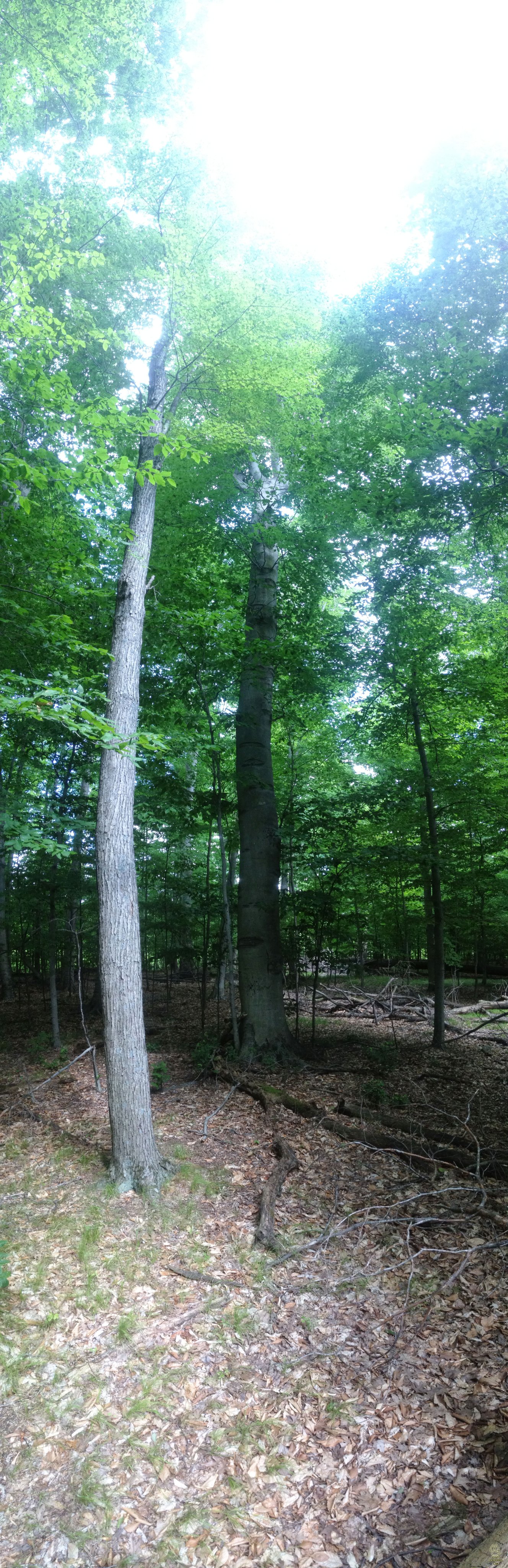 Tree portrait, Proud Lake Recreation Area