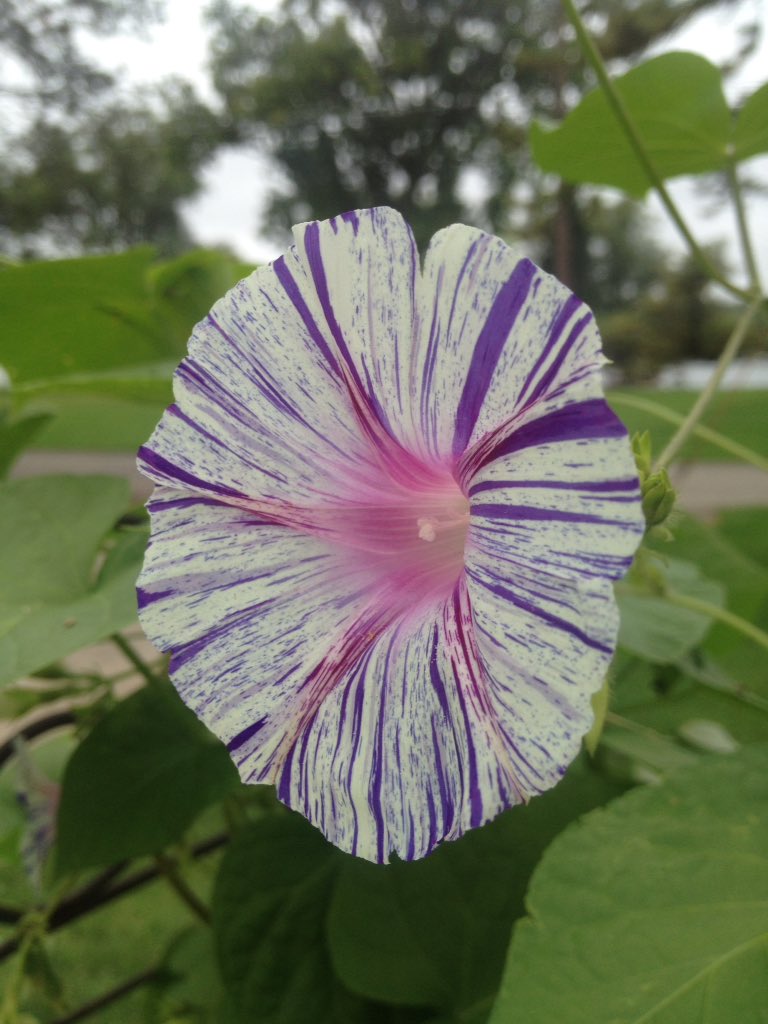 Morning Glory