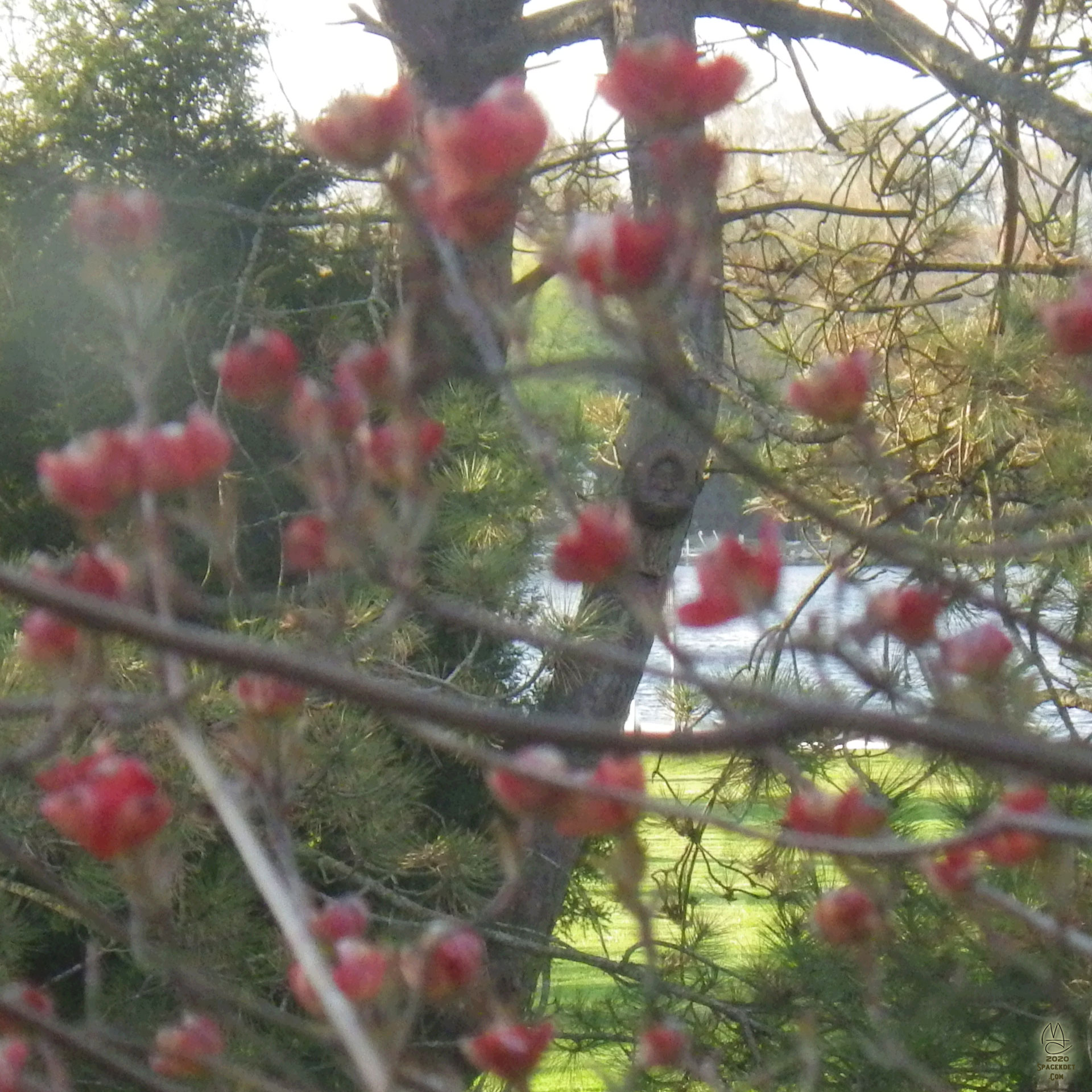 FuzzyDogWoodTreeMan