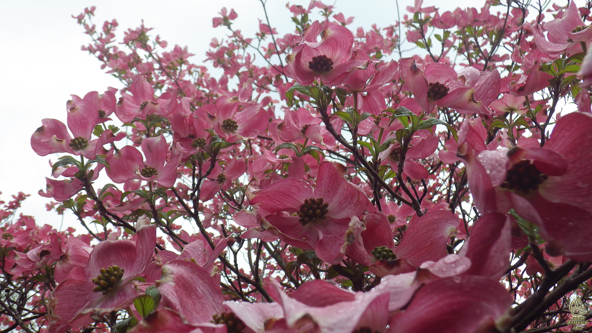 Dogwood blossoming in the rain