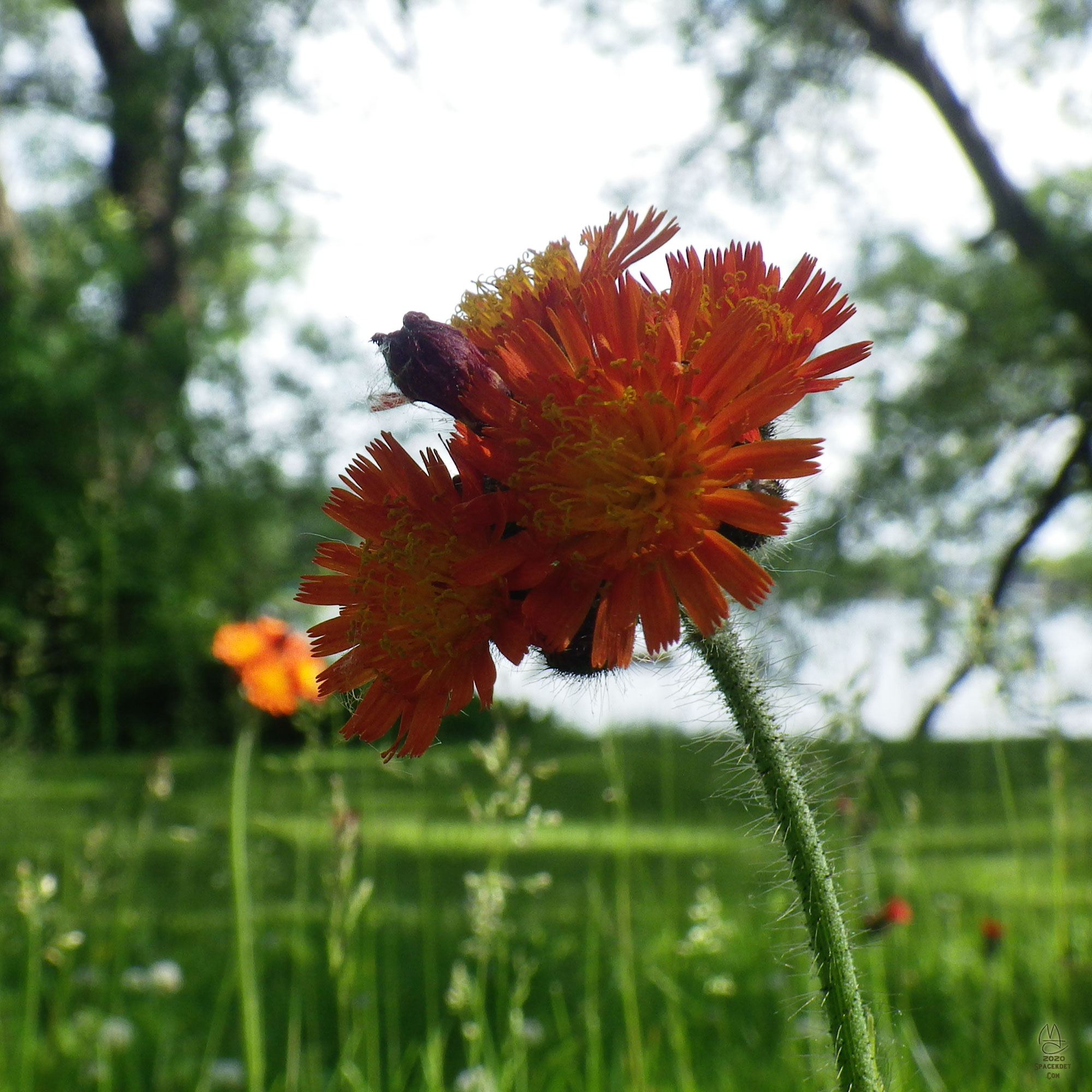 Indian Paintbrush