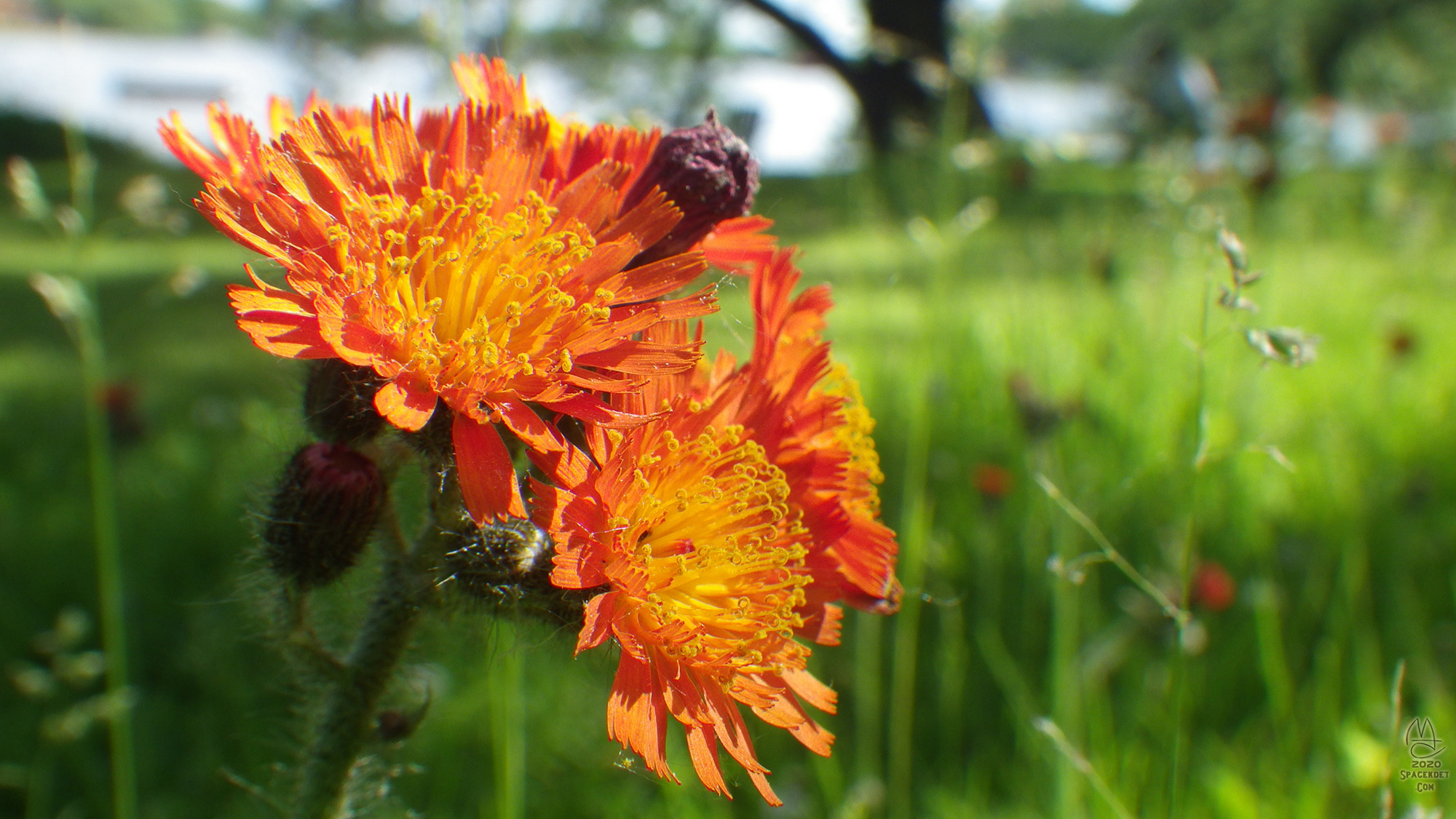 Indian Paintbrush