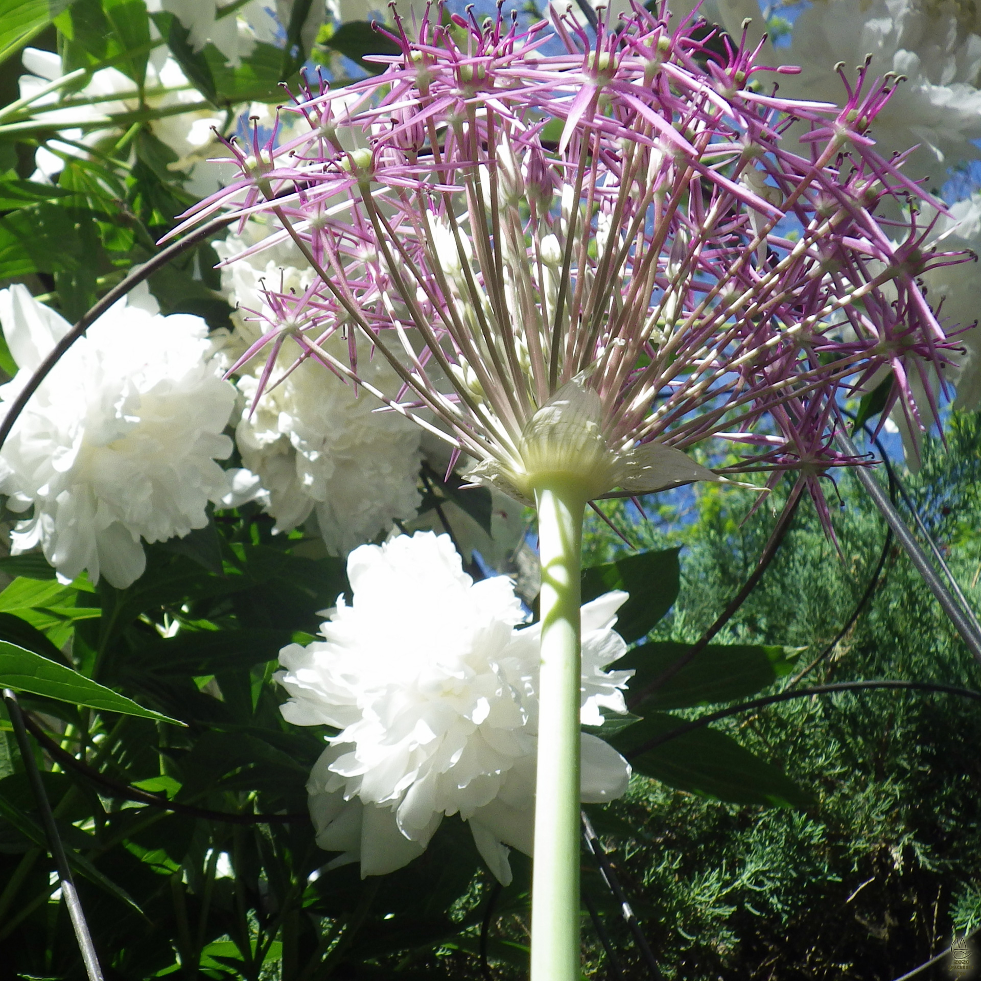 Peony & Alium