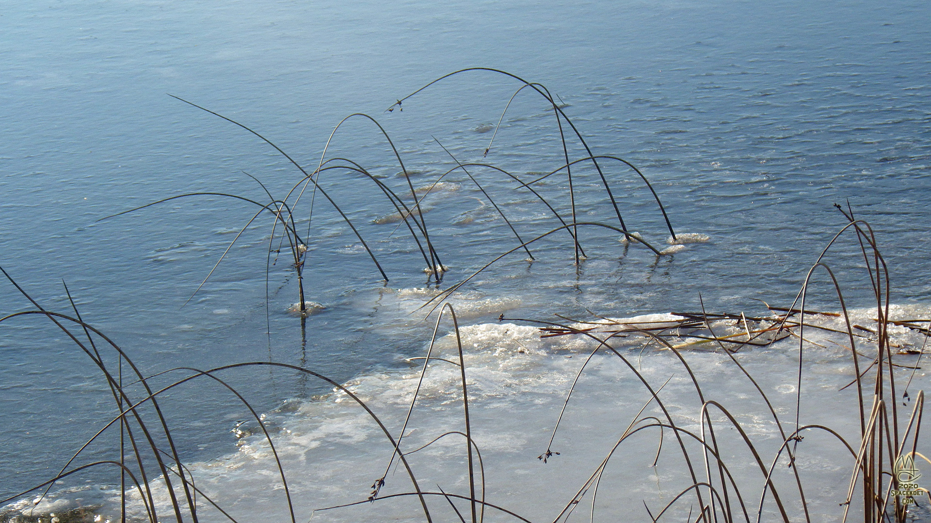 Reeds in ice.