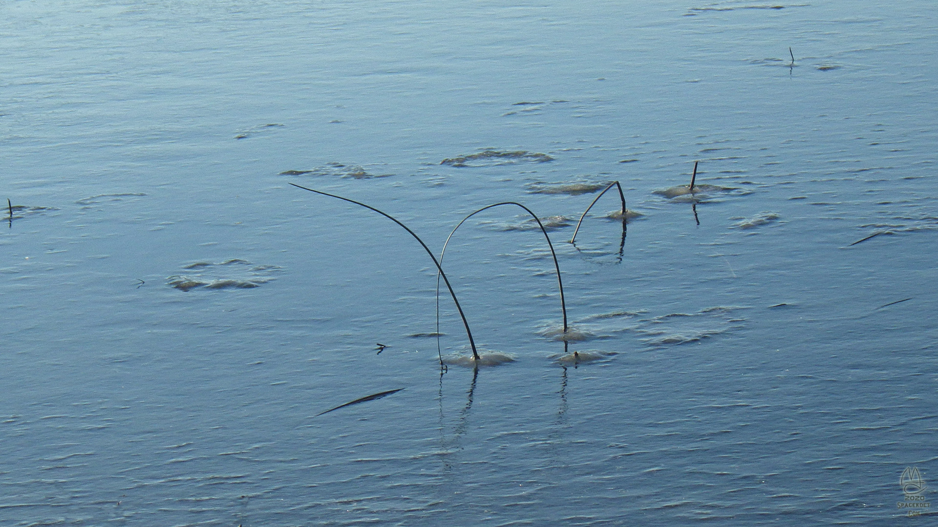 Reeds in ice.