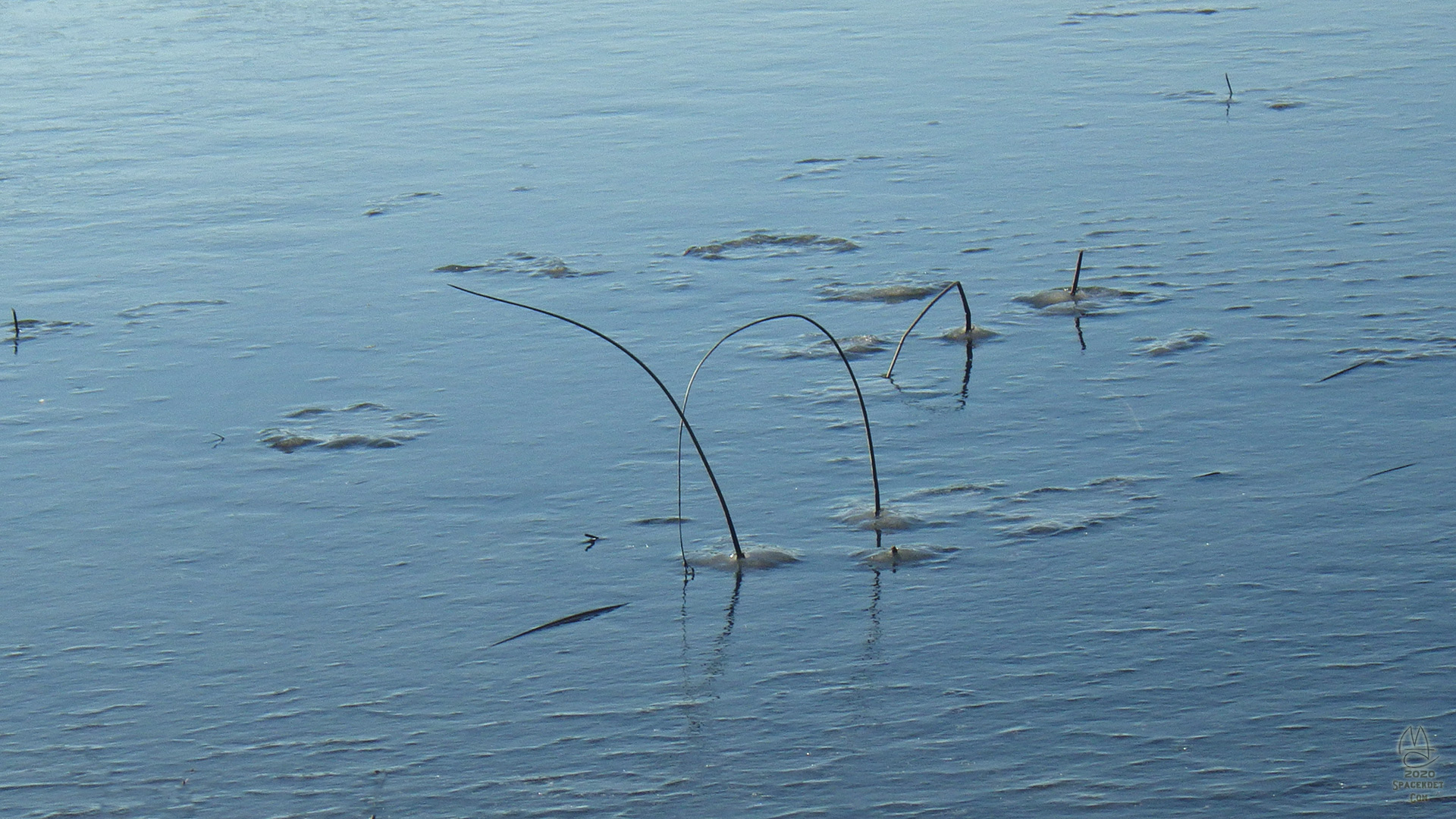 Reeds in ice.