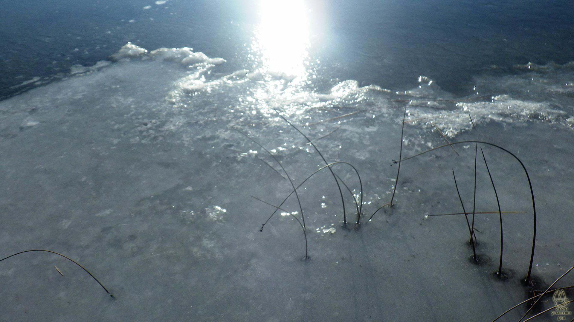 Reeds in ice.