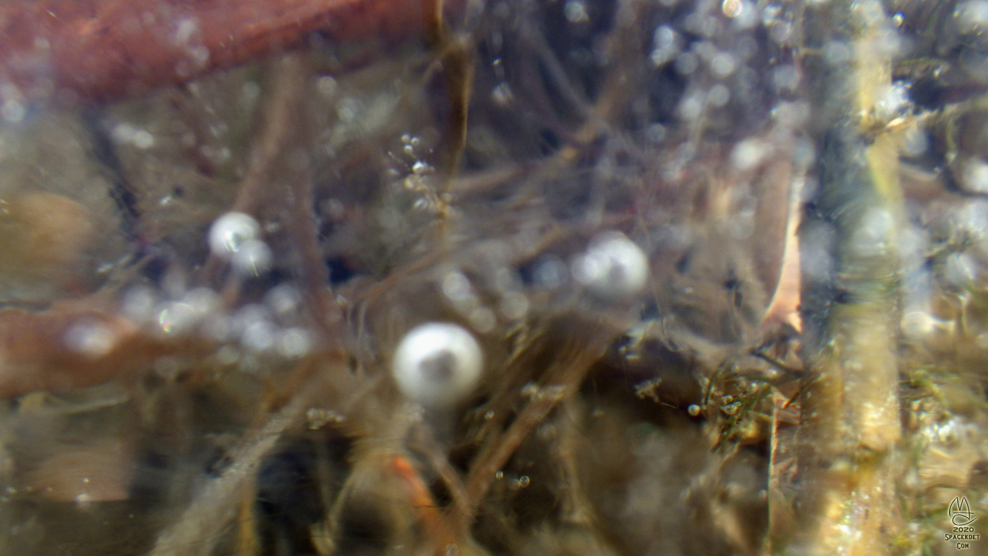 Trapped under ice. Macro.