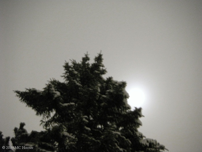 Moonlight & Spruce.