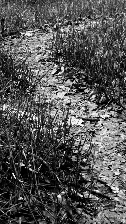 Path through horsetail rushes.