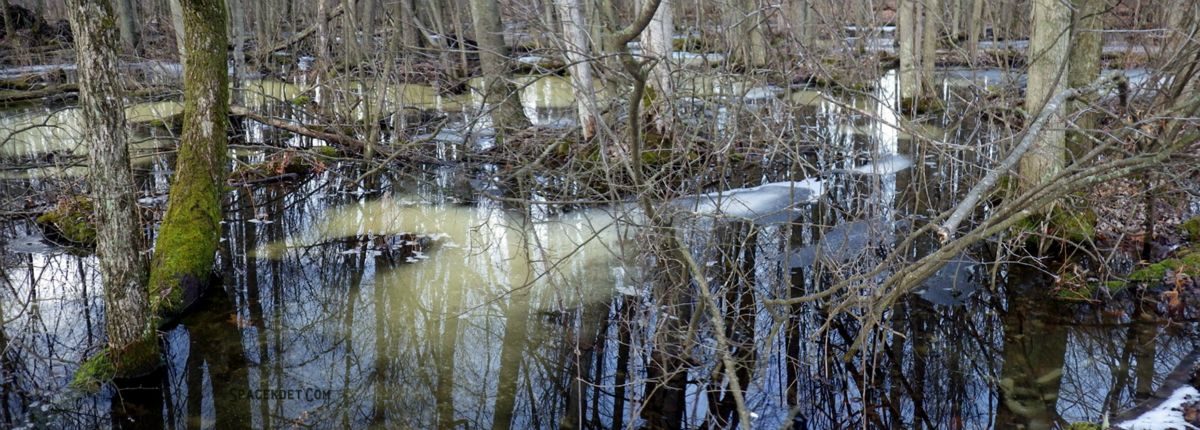 Wetlands.